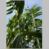 Arundo_donax.JPG