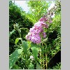 Buddleia_davidii.jpg