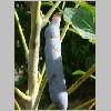 Decaisnea_fargesii.JPG