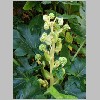 Fatsia_japonica.JPG