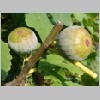 Ficus_carica_fruechte.JPG