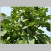 Ficus_carica_violetta.JPG