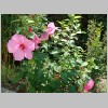 Hibiscus_moscheutos.JPG
