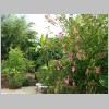 Hibiscus_syriacus.JPG