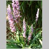 Liriope_muscari.JPG