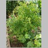 Punica_granatum.JPG