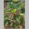 Trachycarpus_wagnerianus.JPG