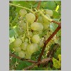 Vitis_vinifera.JPG