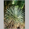 Yucca_rostrata.JPG