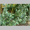 eleagnus_ebbingei.JPG