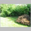 acer_palmatum.JPG