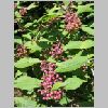callicarpa_bodinieri.jpg