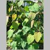 cercidiphyllum_japonicum.JPG