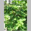 ficus_carica.JPG