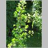 ginkgo_biloba.JPG