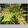 mahonia_japonica.JPG