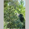 Araucaria_araucana.JPG