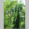 Cupressus_sempervirens2.JPG