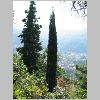 Cupressus_sempervirens.JPG