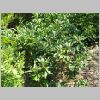 Eriobotrya_japonica.JPG
