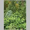 Ficus_carica.JPG