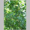 Ginkgo_biloba.JPG