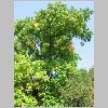 Liriodendron_tulipifera.JPG