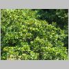 Magnolia_grandiflora2.JPG