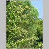 Mespilus_germanica.JPG