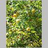 Poncirus_trifoliata.JPG