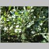 Quercus_ilex2.JPG