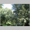 Quercus_ilex.JPG