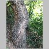 Quercus_suber2.JPG