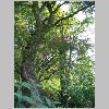 Quercus_suber.JPG