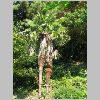 Trachycarpus_fortunei.JPG