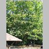 castanea_sativa.JPG