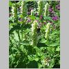 agastache_rugosa.jpg