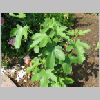 ficus_carica.jpg