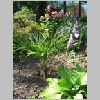 hosta.jpg