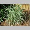 miscanthus.jpg