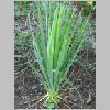 yucca.jpg