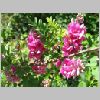 Indigofera_heterantha.jpg