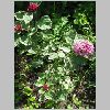 clerodendrum_bungei.jpg