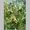 Cupressus_sempervirens.jpg