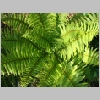 Polystichum.jpg