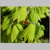 acer_shirawasanum_aureum.jpg