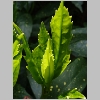 aucuba_japonica.jpg