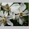 choisya_ternata.jpg