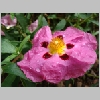cistus_pupureus2.jpg