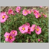 cistus_purpureus3.jpg